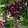 Akebia quinata